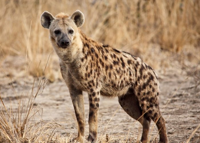 Portrait,Of,Spotted,Hyena,In,Luangwa,National,Park,Zambia