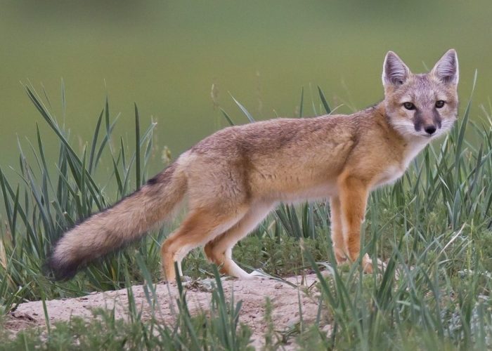 корсак (4009